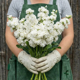 Iron White, Stock Seeds